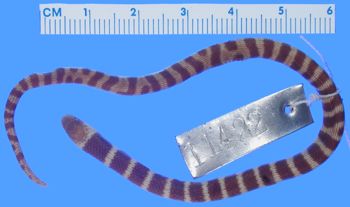 Media type: image; Herpetology R-11422